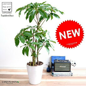 ツピタンサス 白色 セラアート鉢 8号 鉢植えシェフレラ ピュックレリ 大型 鉢 白 ホワイト 丸 観葉植物 送料無料