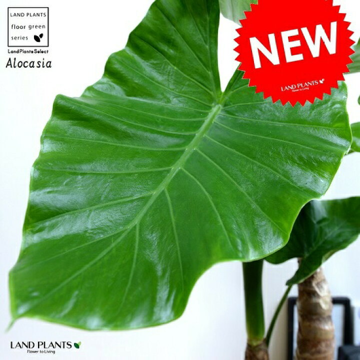 楽天市場 クワズイモ 出世芋 セラアート鉢 白色 8号 鉢植え アロカシア オドラ アローカシア 鉢 苗 苗木 白 ホワイト 観葉植物 送料無料 トトロ メイ 傘 葉っぱ ランドプランツ