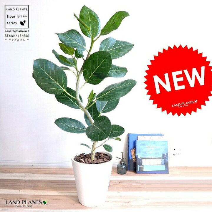 フィカス お得な抜き苗第四種発送 アルテシーマ ゴムの木 美しい斑入り 冬バーゲン アルテシーマ