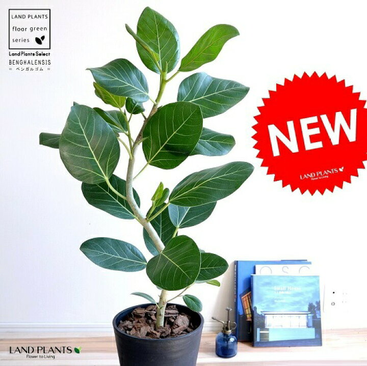 楽天市場 ベンガルゴム 緩やかカーブ セラアート鉢 黒色 8号 竜 鉢植え 大型 ベンガレンシス ゴム ゴムの木 べンガルボダイジュ 黒 ブラック 丸 観葉植物 丸い葉 送料無料 Banyan バンヤンジュ ランドプランツ