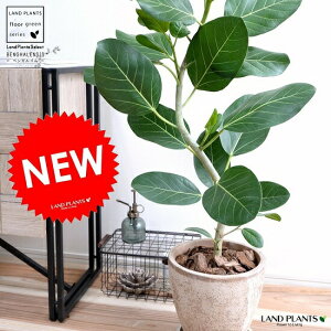 鉢植え 木 大型の人気商品 通販 価格比較 価格 Com