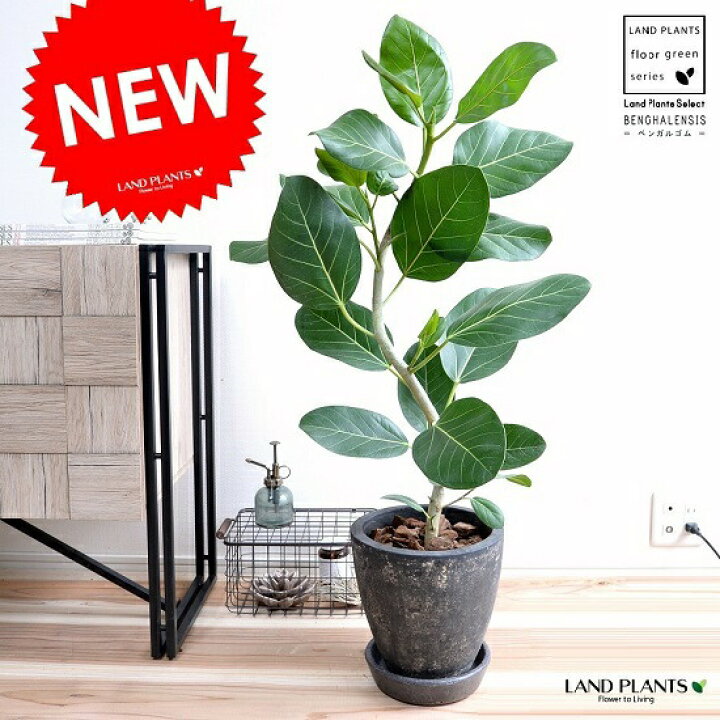 楽天市場 ベンガルゴム 緩やかカーブ エッグ型 ラウンド 陶器鉢 黒色 竜 鉢植え 大型 ベンガレンシス ゴム ゴムの木 べンガルボダイジュ 黒 ブラック 丸 観葉植物 丸い葉 送料無料 Banyan バンヤンジュ ランドプランツ