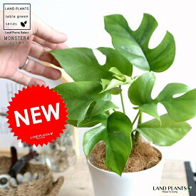 楽天市場 ヒメモンステラ 苗の通販