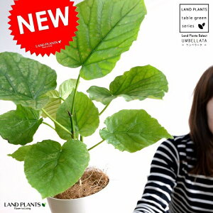 観葉植物 ウンベラータ 4号の人気商品 通販 価格比較 価格 Com