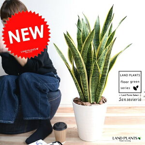 観葉植物 サンセベリアの人気商品 通販 価格比較 価格 Com