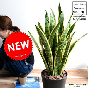 サンスベリア 苗 観葉植物の人気商品 通販 価格比較 価格 Com
