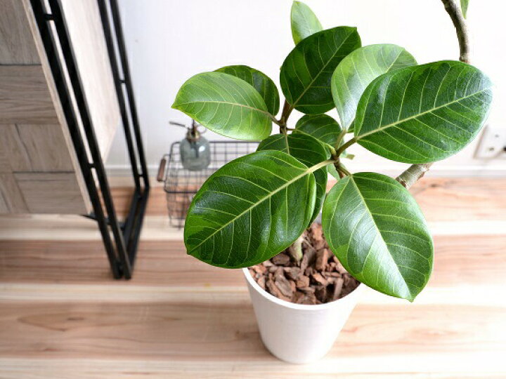 フィカス お得な抜き苗第四種発送 アルテシーマ ゴムの木 美しい斑入り 冬バーゲン アルテシーマ