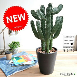 観葉植物 サボテン 大型の人気商品 通販 価格比較 価格 Com