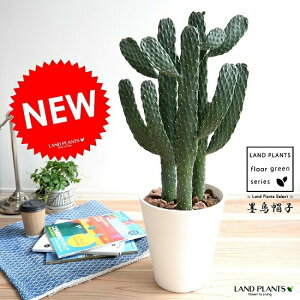 観葉植物 サボテン 大型の人気商品 通販 価格比較 価格 Com