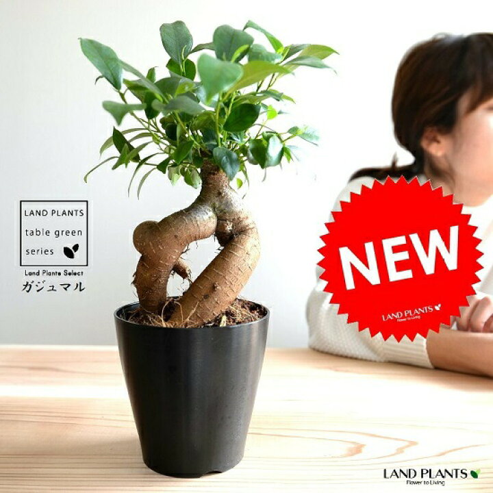 楽天市場 ガジュマル 幹太 プラスチック鉢 4号 黒色 鉢植え 鉢 苗 苗木 観葉植物 黒 ブラック 丸 ラウンド 送料無料 ランドプランツ
