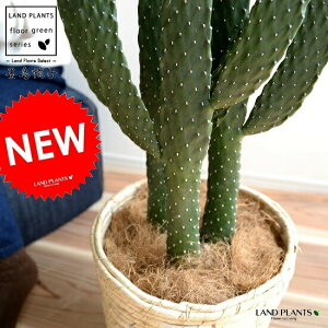 サボテン 砂 観葉植物の人気商品 通販 価格比較 価格 Com