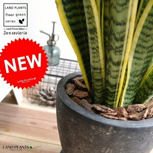観葉植物 サンスベリア 陶器の人気商品 通販 価格比較 価格 Com