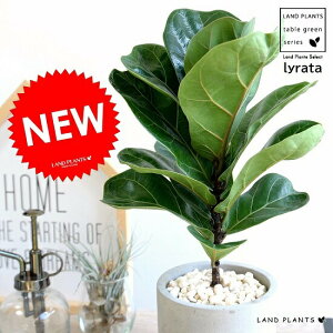 tBJXi[^j Zg V_[^ 픫 JVoS A  c c ϗtA  DF D O[ ˂  Eh