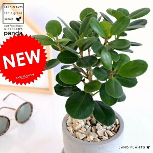 y󏭎z KW}ip_j Zg V_[^ 픫 yVRӐ΁EMEĕz p_KW} ς A  c c ϗtA DF D O[ ˂  Eh 