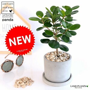 y󏭐Az p_KW} Zg V_[^ 픫 yVRӐ΁EMEĕz KW} A  c c ϗtA DF D O[ ˂  Eh 