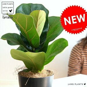 JVoS 4 F vX`bN tBJX [^ A  c c ϗtA  ubN  Eh