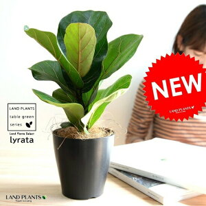 yz JVoS F vX`bN 4 tBJX [^ A  c c ϗtA  ubN  Eh