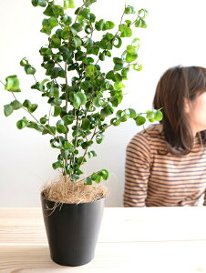 �y�������z �x���W���~�� �i�o���b�N�j ���F �v���X�`�b�N�� 4�� ���A�� �� �c �c�� �ϗt�A�� �� �u���b�N �� ���E���h