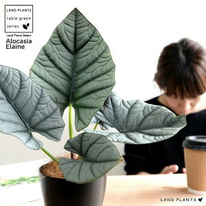 �y�������z �A���J�V�A �l�u���i�G���[���j ���F �v���X�`�b�N�� 4�� �G���� ���A�� �� �c �c�� �ϗt�A�� �� �u���b�N �� ���E���h