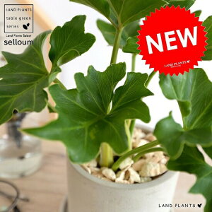 Z[ Zg V_[^ 픫 A  c c Ȃ ϗtA  D DF O[  Eh