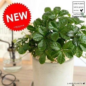 VK[oC Zg V_[^ 픫 A  c c Ȃ ϗtA  DF D O[ ˂  Eh