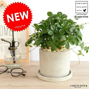 VK[oC Zg V_[^ 픫 A  c c Ȃ ϗtA  DF D O[ ˂  Eh