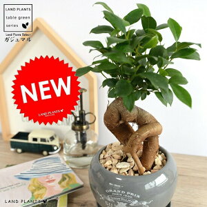 ܂i^Cvj  픫 DF vg K̎ 삪h A  c c O[ D lY~  Eh ϗtA  KW}