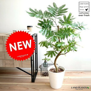 大型観葉植物の人気商品 通販 価格比較 価格 Com