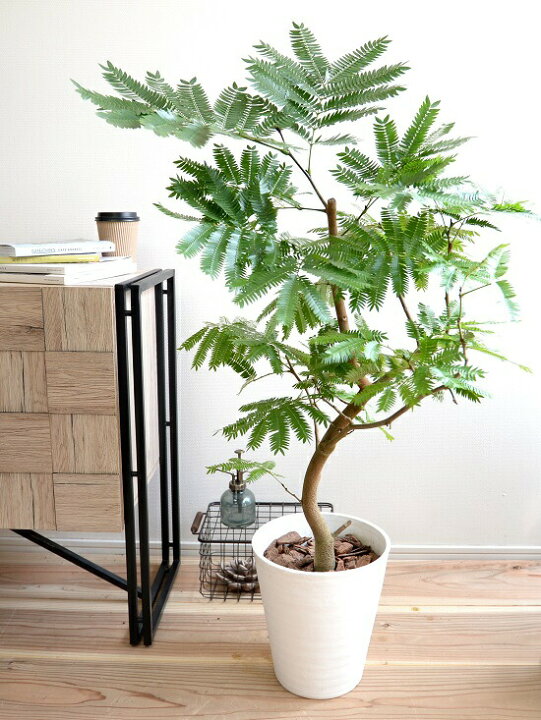 楽天市場】エバーフレッシュ 白色 セラアート鉢 8号 鉢植え 鉢 苗 苗木 