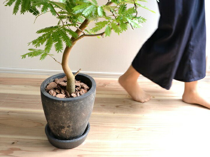 楽天市場】エバーフレッシュ 黒色 エッグ ラウンド 陶器鉢 鉢植え 鉢 