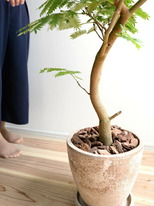 楽天市場】エバーフレッシュ エッグ ラウンド 陶器鉢 茶色 鉢植え 鉢 