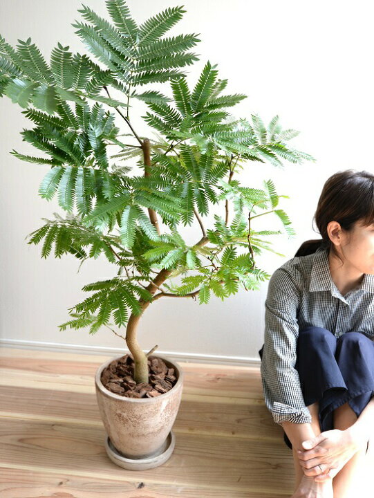 楽天市場 エバーフレッシュ エッグ ラウンド 陶器鉢 茶色 鉢植え 鉢 苗 苗木 大型 観葉植物 送料無料 Egg陶器 茶 ブラウン ベージュ 丸 ラウンド アカサヤネムノキ ランドプランツ