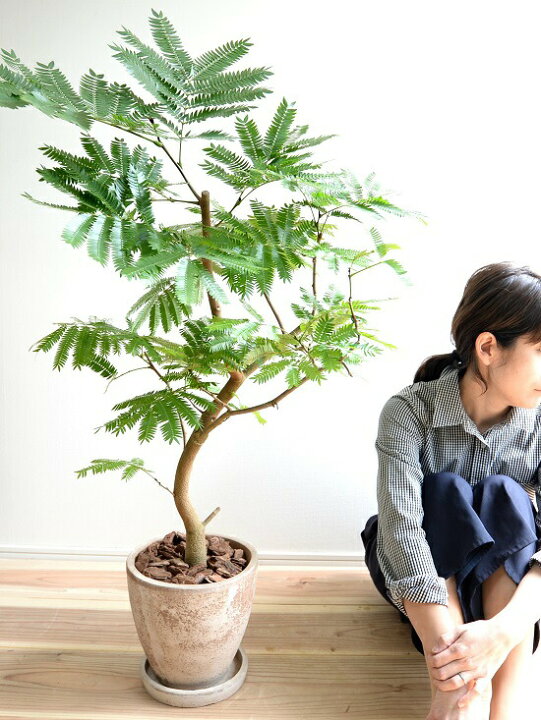 楽天市場】エバーフレッシュ （茶色） エッグ ラウンド 陶器鉢 鉢植え  