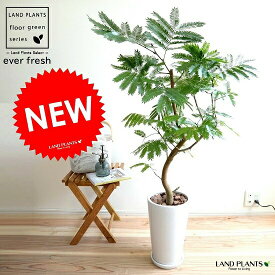 楽天市場 エバーフレッシュ 観葉植物 花 観葉植物 花 ガーデン Diyの通販