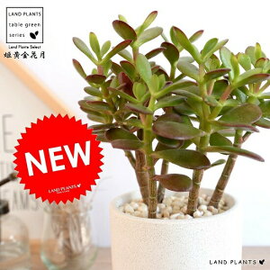 JlmiLiPԌj F V_[^ 픫 Ԍ JQc qIESJQc  A A  c c ϗtA   zCg N[  Eh A