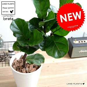 JVoor[mi3DJ[uȂj F ZA[g 8 tBJX [^ A  c c ^ ϗtA   zCg  Eh v or[m