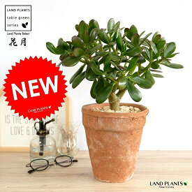 楽天市場 金のなる木 観葉植物の通販