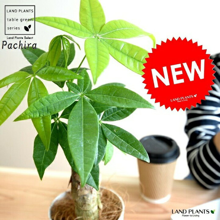 楽天市場 お試し パキラ 幹太タイプ ホワイト プラスチック鉢 4号 幹太パキラ アクアティカ 発財樹 お金の木 お金を生み出す樹 鉢植え 鉢 苗 苗木 観葉植物 白 白色 丸 ラウンド ランドプランツ