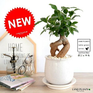 ガジュマル(幹太タイプ) 白色 風合いある 陶器鉢 鉢植え 鉢 苗 苗木 植木鉢 観葉植物 白 ホワイト クリーム 水 丸 ラウンド 送料無料