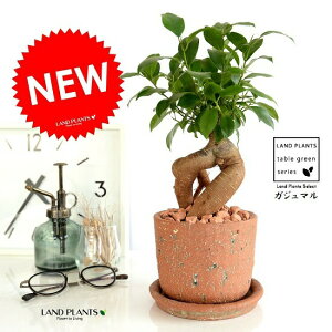 ガジュマル (幹太タイプ) アフリカン ラトソル シリンダー型 陶器鉢 赤土色 鉢植え 鉢 なえ 苗木 苗 観葉植物赤 赤土 褐色 赤褐色 レッド オレンジ 煉瓦 レンガ 丸 ラウンド