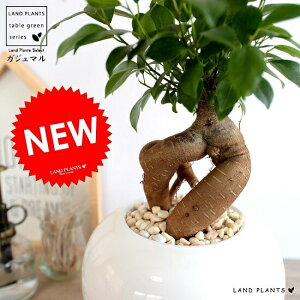 ܂i^Cvj F  ی^ 픫 K̎ 삪h A  c c  zCg  Eh ϗtA  KW}