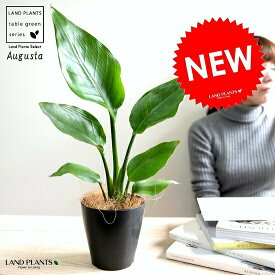 楽天市場 ストレリチア オーガスタ 花言葉の通販