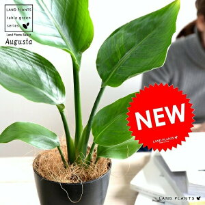 観葉植物 オーガスタの人気商品 通販 価格比較 価格 Com