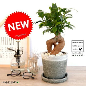 ガジュマル 苗の人気商品 通販 価格比較 価格 Com