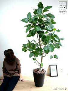 ベンガレンシス(自然樹形) 10号 黒色 セラアート鉢(受皿付き) 尺 尺鉢 大型 ベンガルゴム ベンガルボダイジュ ゴムノキ ゴムの木 ゴム 3大人気フィカス 鉢植え 鉢 黒 ブラック 丸 ラウン