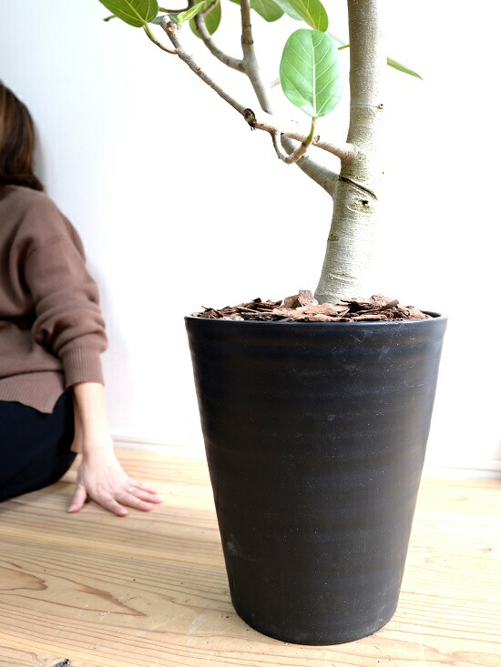 楽天市場】ベンガルゴム（自然樹形） 10号 黒色 セラアート鉢（受皿