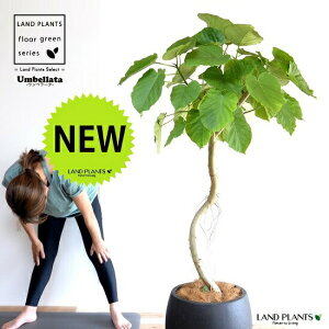 ウンベラータ(1本くねくね 曲がり) 10号 ぽってり スタイリッシュ 植木鉢 黒色 【ココファイバー・プラ皿・育て方】 FRP製 鉢 鉢植え 植木鉢 陶器 ゴムノキ ゴムの木 ゴム ウンダベータ ウ