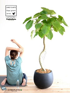 ウンベラータ(1本くねくね 曲がり) 10号 ぽってり スタイリッシュ 植木鉢 黒色 【ココファイバー・プラ皿・育て方】 FRP製 鉢 鉢植え 植木鉢 陶器 ゴムノキ ゴムの木 ゴム ウンダベータ ウ