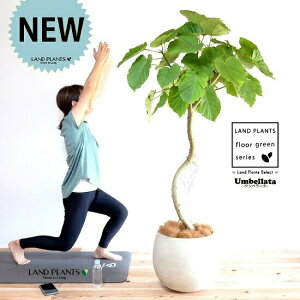 Ex[^i1{˂ Ȃj 10 ۂĂ X^CbV Aؔ F yRRt@Co[EvMEĕz FRP  A Aؔ  SmL S̖ S E_x[^ E