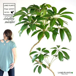 ツピタンサス(シェフレラ・ピュックレリ) 2D曲がり 10号 ぽってり スタイリッシュ 植木鉢 白色 【ココファイバー・プラ皿・育て方】 FRP製 チュピタンサス ツピダンサス 鉢 鉢植え 植木鉢